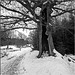 The hollow oak tree - 1 PIP