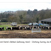Hackhurst Farm’s Belted Galloway Herd Dorking Surrey 26 3 2015 nearer view
