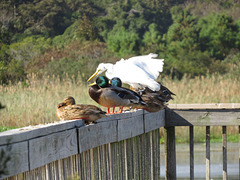 Mallards and egret sharing a place - HFF