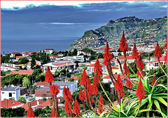 Madeira   : la bella città di Funchal e Cabo Girao