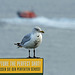 Posing herring gull