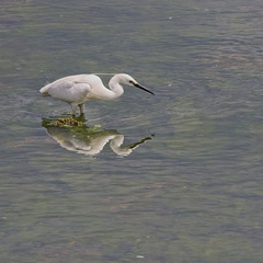 Little Egret Hunting (1)
