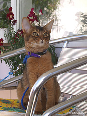Ivanhoe on the balcony (2007)