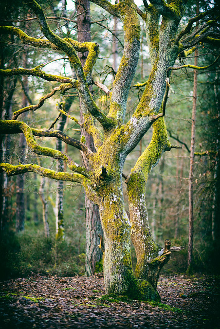 forêt de Fontanebleau