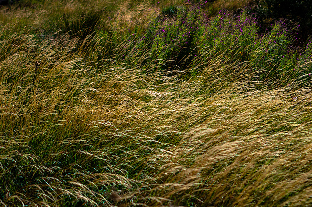 High winds through the long grass