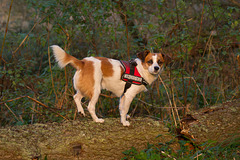 Jack Russell Terrier Clifford