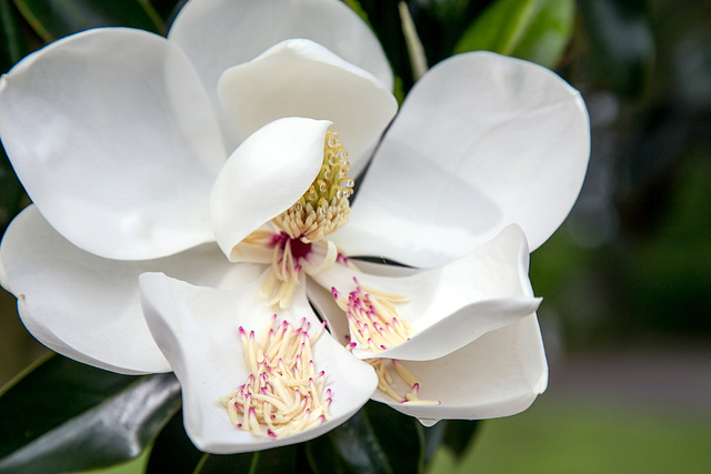 Magnolia in May