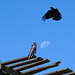 Hawk and crow