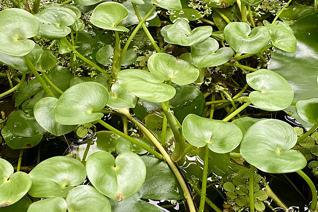 Hortus Botanicus 2020 – Kidney-leaf mud plantain