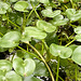 Hortus Botanicus 2020 – Kidney-leaf mud plantain