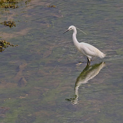 Little Egret Hunting (2)