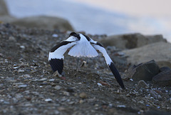 Recurvirostra avosetta, Castro Marim