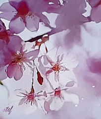 delicate blossoms