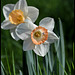 Narcisse hybride (2)