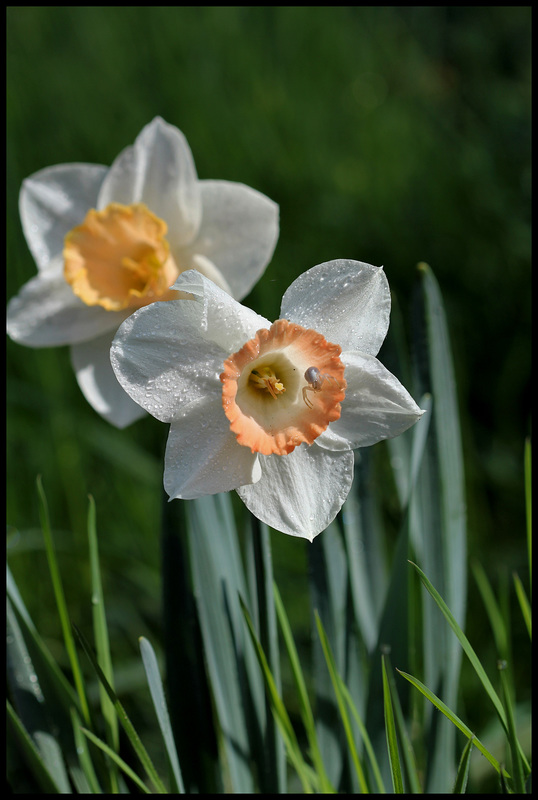 Narcisse hybride (2)