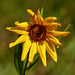 Nuttall's Sunflower / Helianthus nuttallii