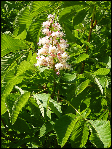 chestnut candle