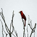 Day 2, Northern Cardinal male
