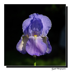 Iris douceur ...