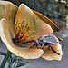 Iron Bumble Bee – San Francisco Botanical Garden, Golden Gate Park, San Francisco, California