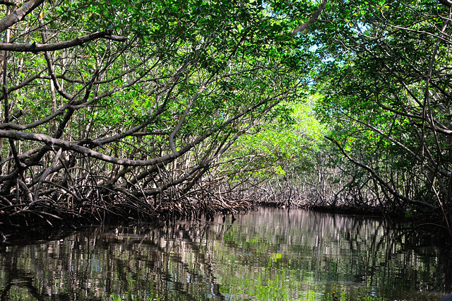 Mangroves in the Alejandro de Humboldt National Park