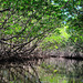 Mangroves in the Alejandro de Humboldt National Park