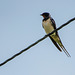 A swallow sitting pretty
