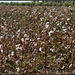 Cotton plantation
