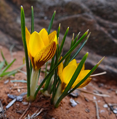 The second Yellow Crocus blooms !