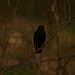 Blackbird on a dark day