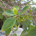 DSCN1207  - jambolão Syzygium cumini, Myrtaceae