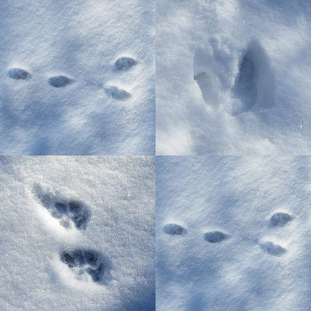 Deer, rabbit & Maggie tracks this morning