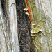 Day 2, fungi on fence around The Big Tree