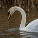 A swan at Burton wetlands