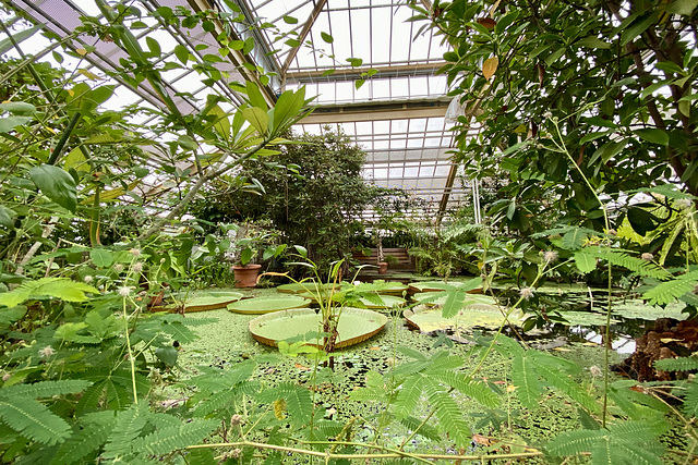 Hortus Botanicus 2020 – Victoria amazonica