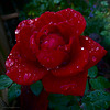 Last Rose of Summer After Autumn Rain