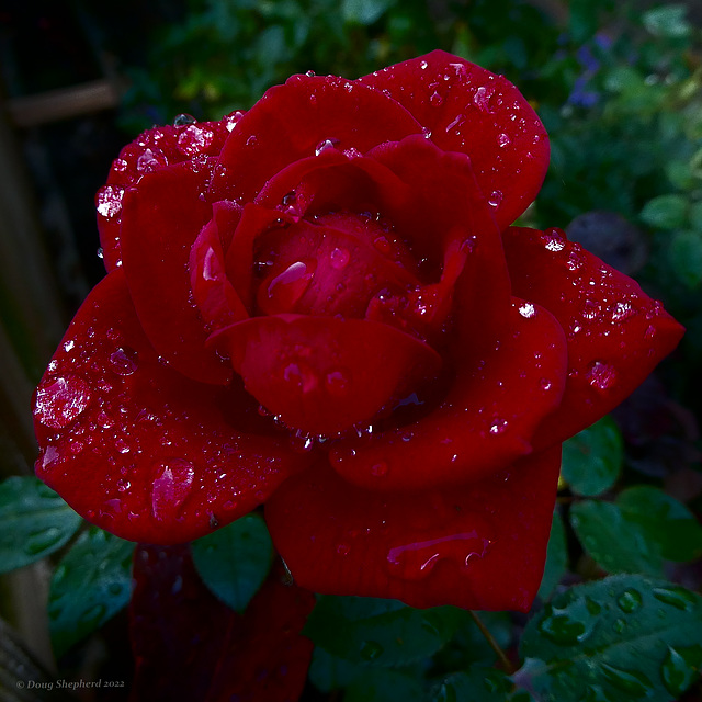 Last Rose of Summer After Autumn Rain