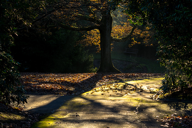 Autumn in Howard Park