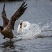 A swan seeing off a Canada goose