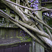 Fence supporting Wisteria for HFF