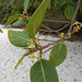 DSCN1209 - jambolão Syzygium cumini, Myrtaceae