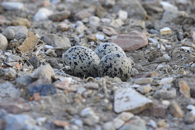 Recurvirostra avosetta, Alfaiate, Eggs