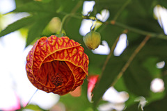 Red vein flowering maple