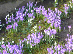 Frühling in violett und weiß - printempo en viola kaj blanka