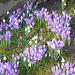 Frühling in violett und weiß - printempo en viola kaj blanka