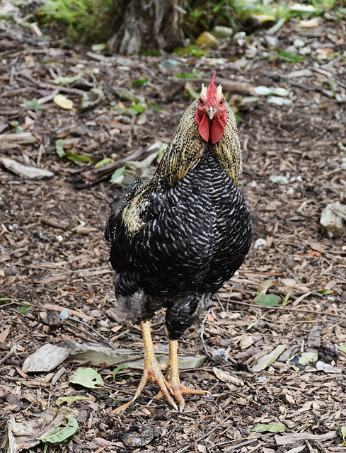 alpha rooster