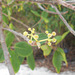 DSCN1210 - jambolão Syzygium cumini, Myrtaceae