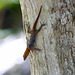 Ocellated gecko / Gonatodes ocellatus, Little Tobago