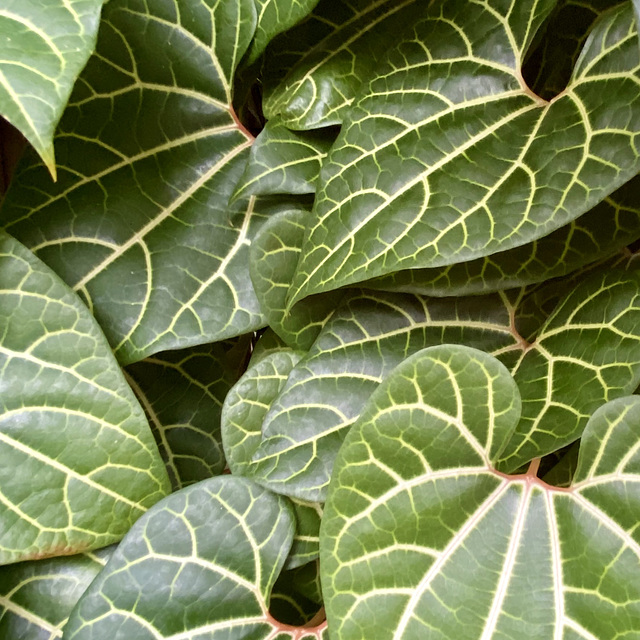Hortus Botanicus 2020 – Leaves