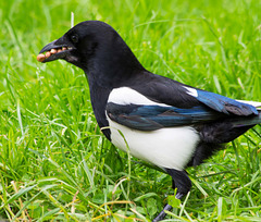 Magpie nut collector
